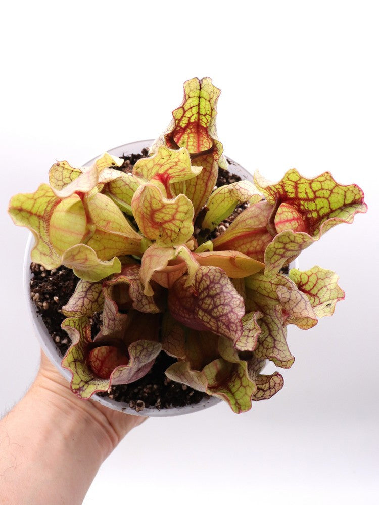 Sarracenia purpurea ssp. venosa