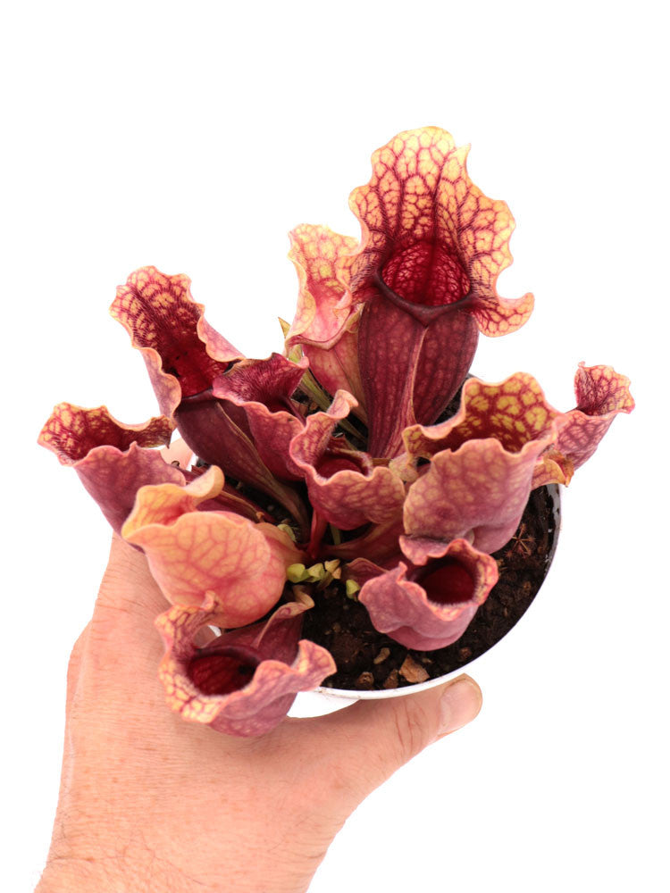 Sarracenia purpurea ssp. venosa