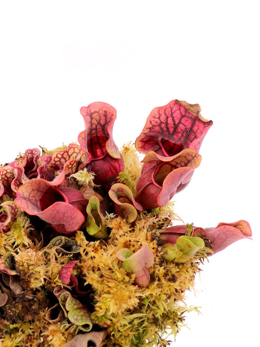 Sarracenia purpurea ssp. venosa "Minor Black"  ex T. Carow