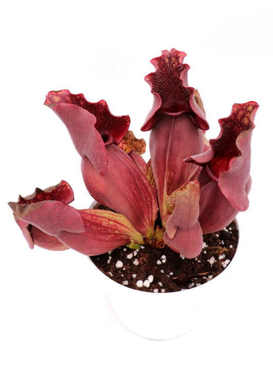 Sarracenia purpurea ssp. venosa  Green Swamp, North Carolina