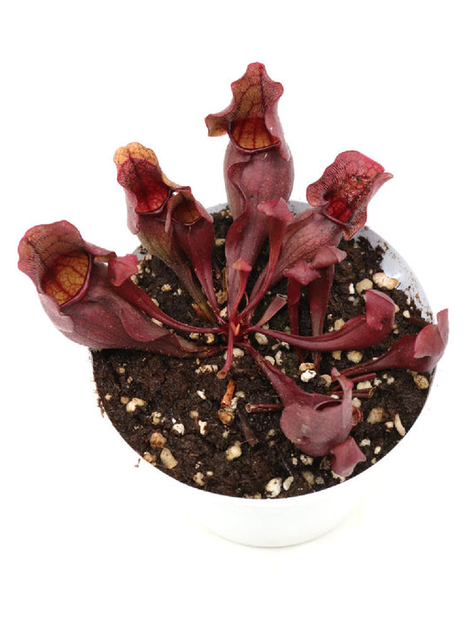 Sarracenia purpurea ssp. venosa x purpurea ssp. purpurea  GC Seedgrow