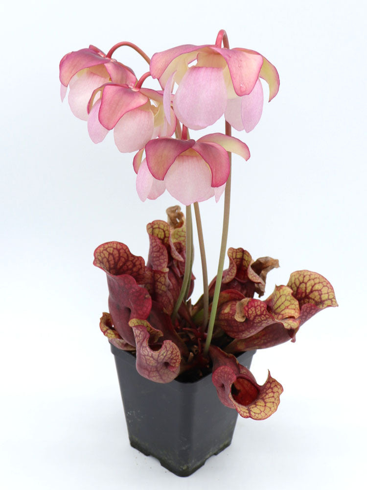 Sarracenia rosea L Giardino Carnivoro