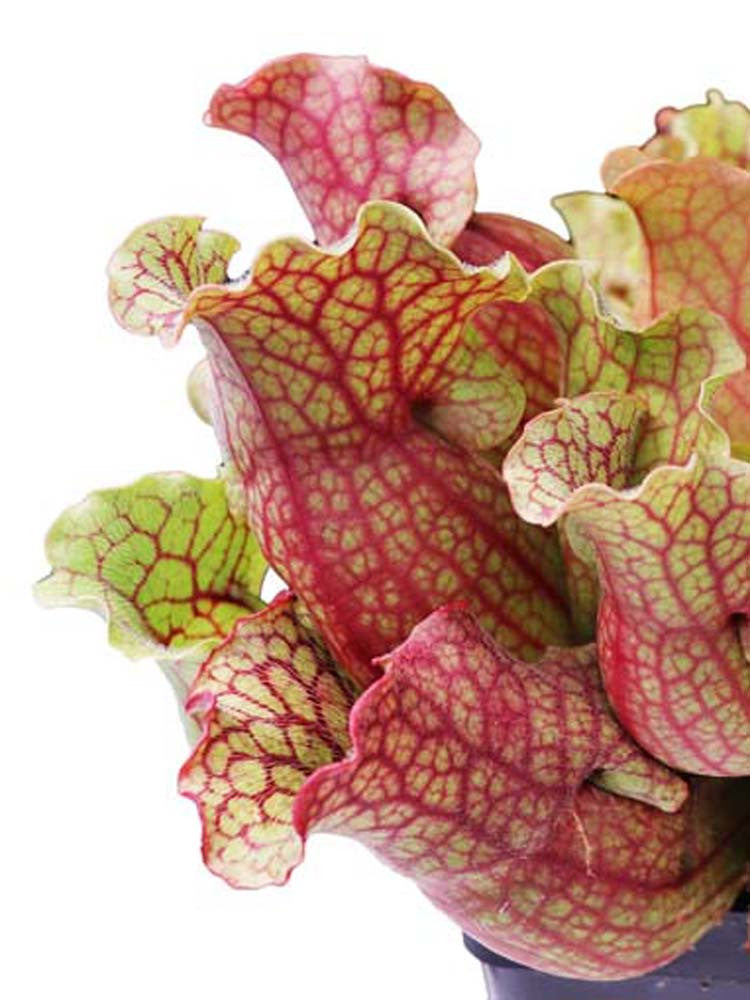 Sarracenia rosea S5LK4 BCP L Giardino Carnivoro