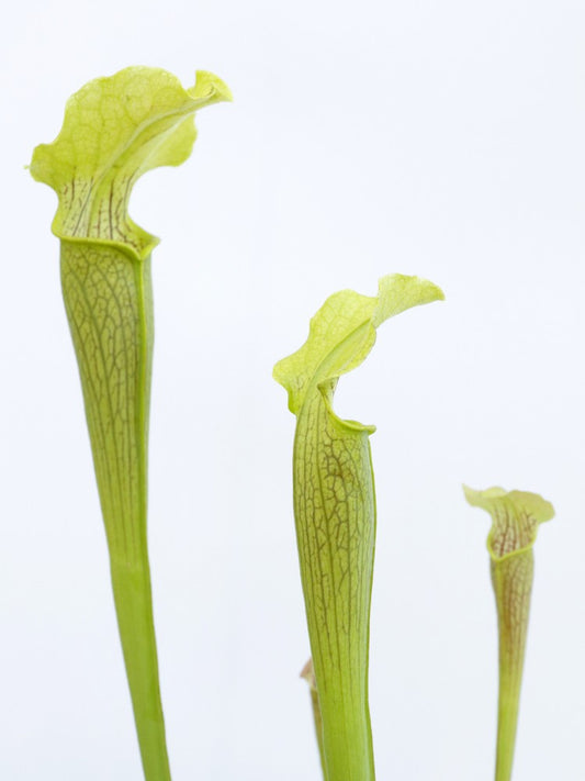 Sarracenia rubra ssp. alabamensis