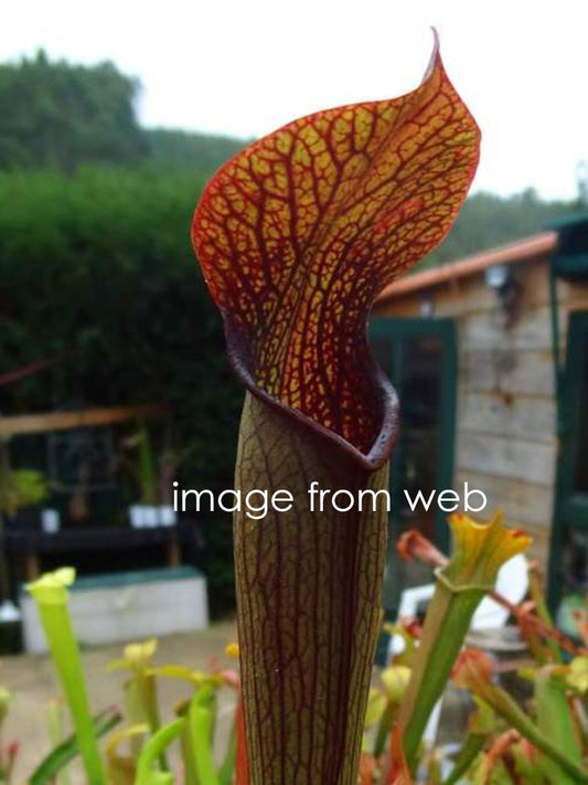 Sarracenia rubra subsp. gulfensis RG5 MK