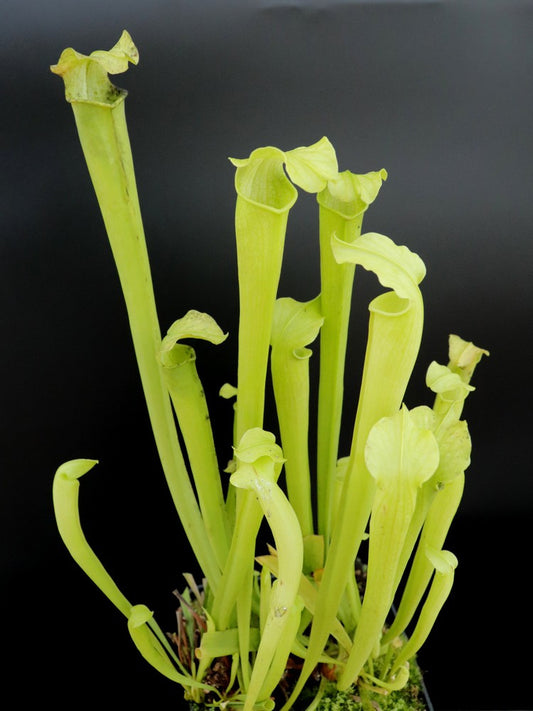 Sarracenia rubra subsp. gulfensis  f. heterophylla
