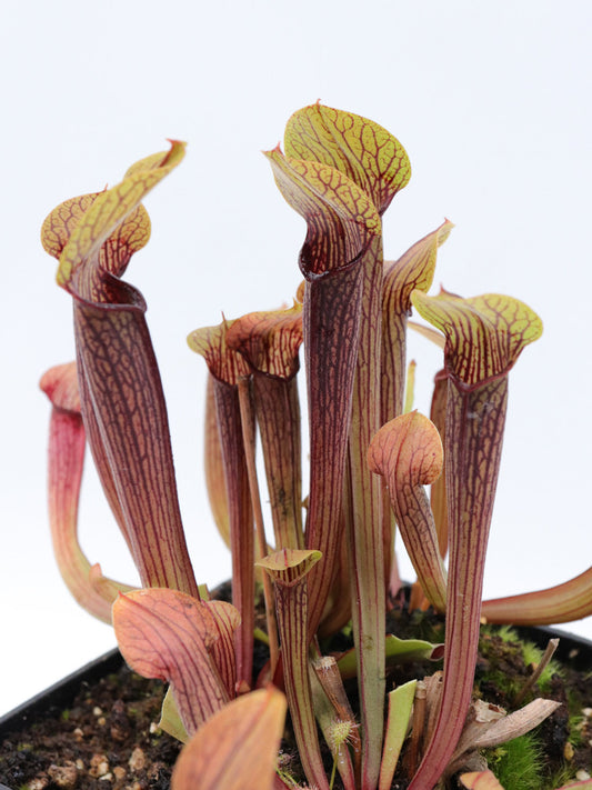 Sarracenia rubra subsp. rubra  RR1