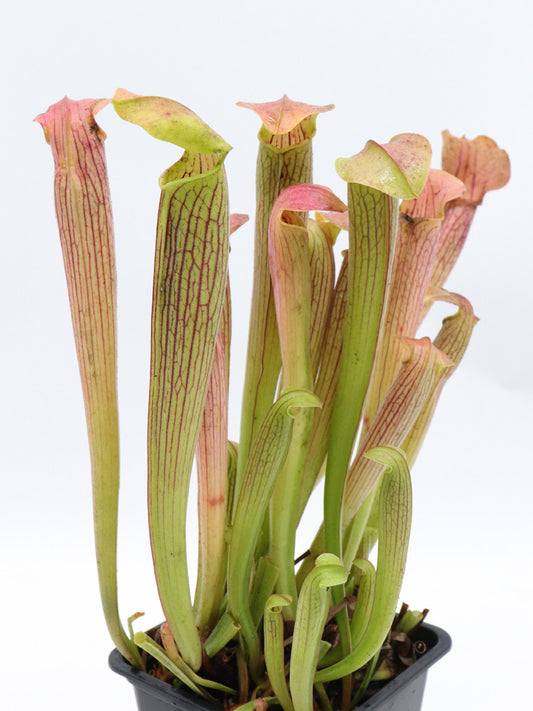 Sarracenia rubra subsp. wherry, Citronelle  AL.