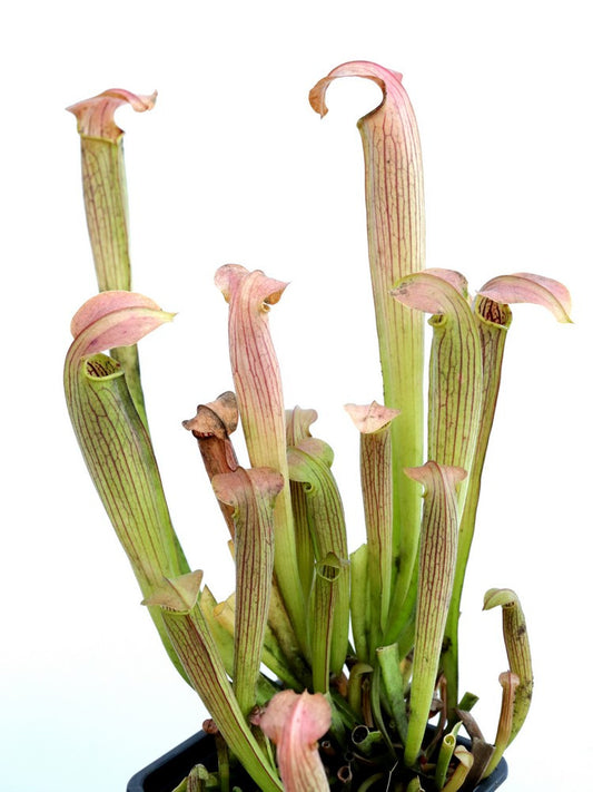 Sarracenia rubra subsp. wherryi  Large form