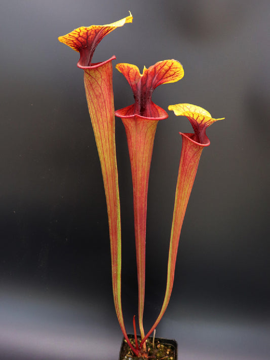 Sarracenia rubricorpora " Golden Lid"  Different Seedgrow plant
