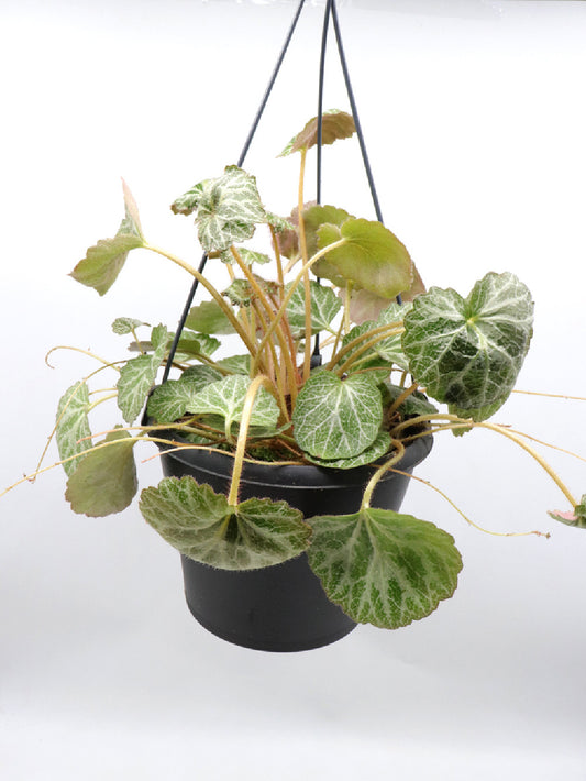 Saxifraga stolonifera in basket
