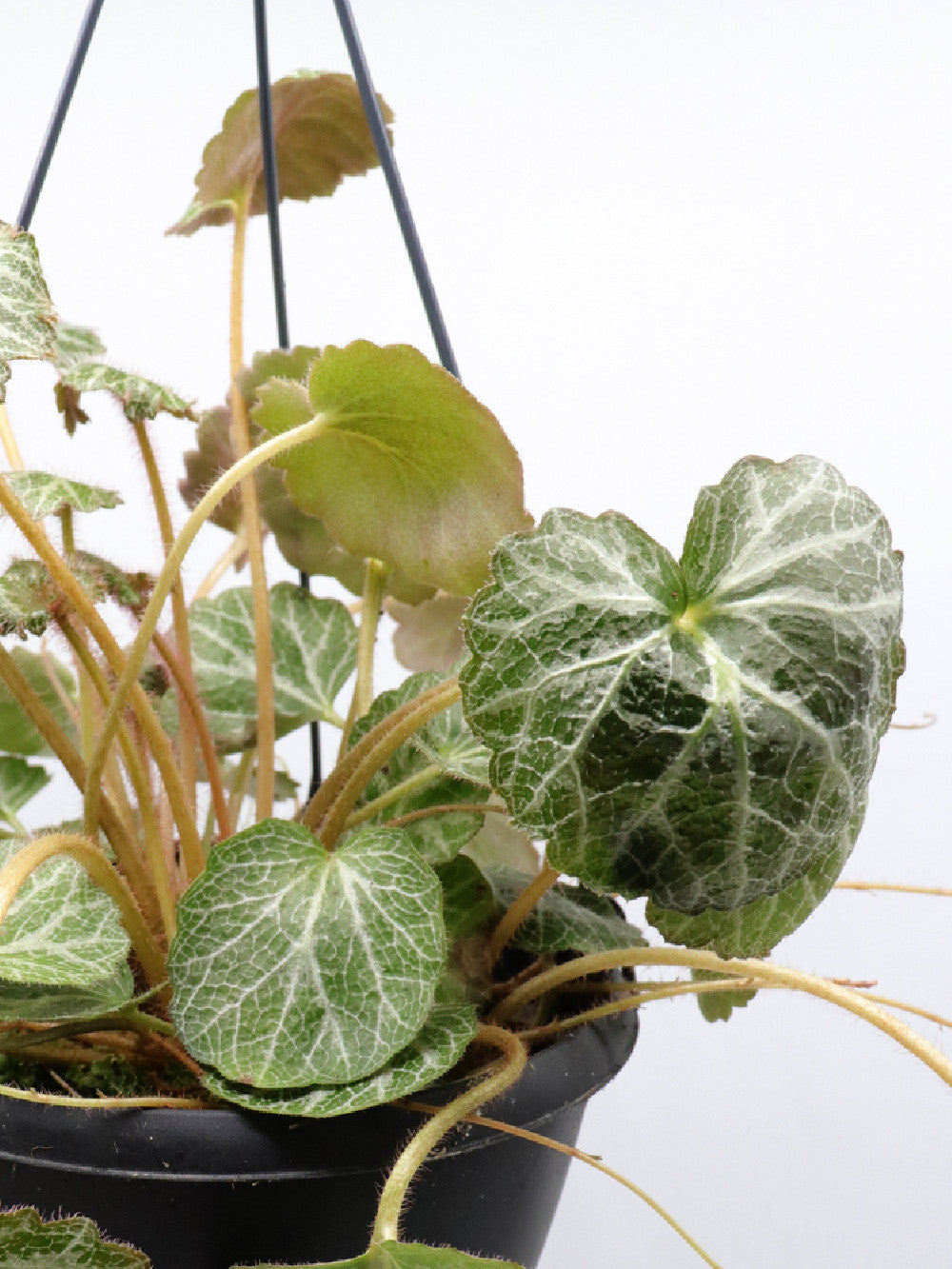 Saxifraga stolonifera in basket