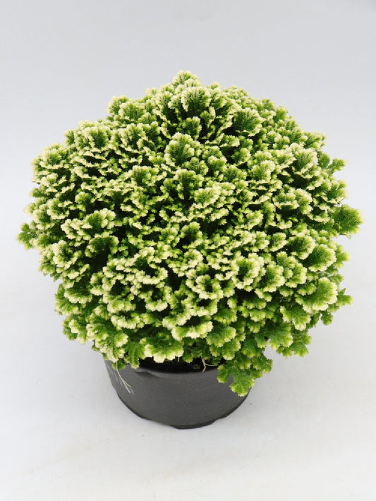 Selaginella martensii 'Jori Compact'