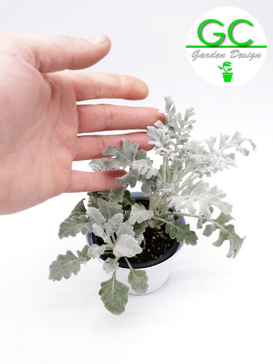 Senecio maritimus - Cineraria