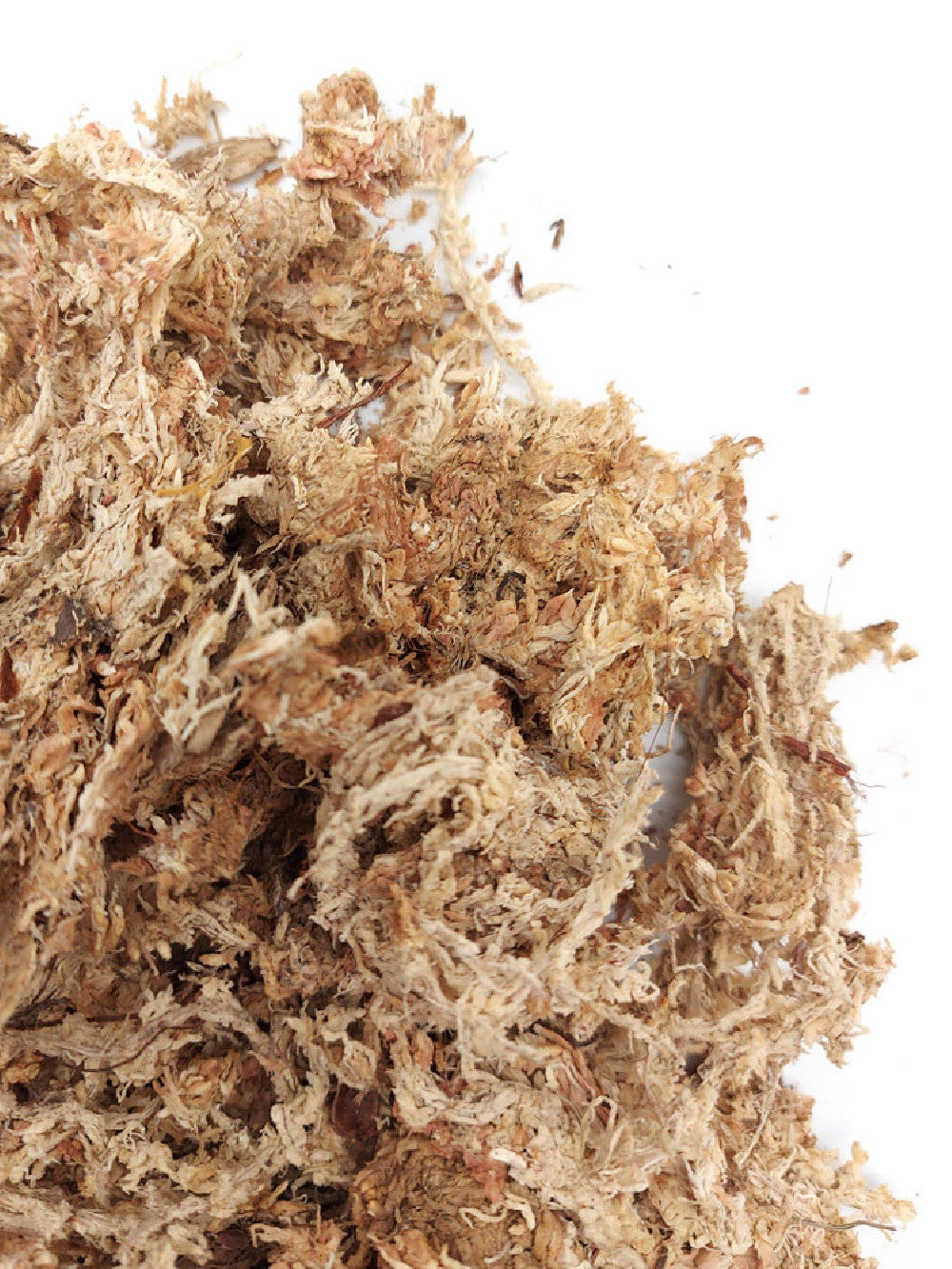 Sfagno disidratato in fibre - provenienza CHILE