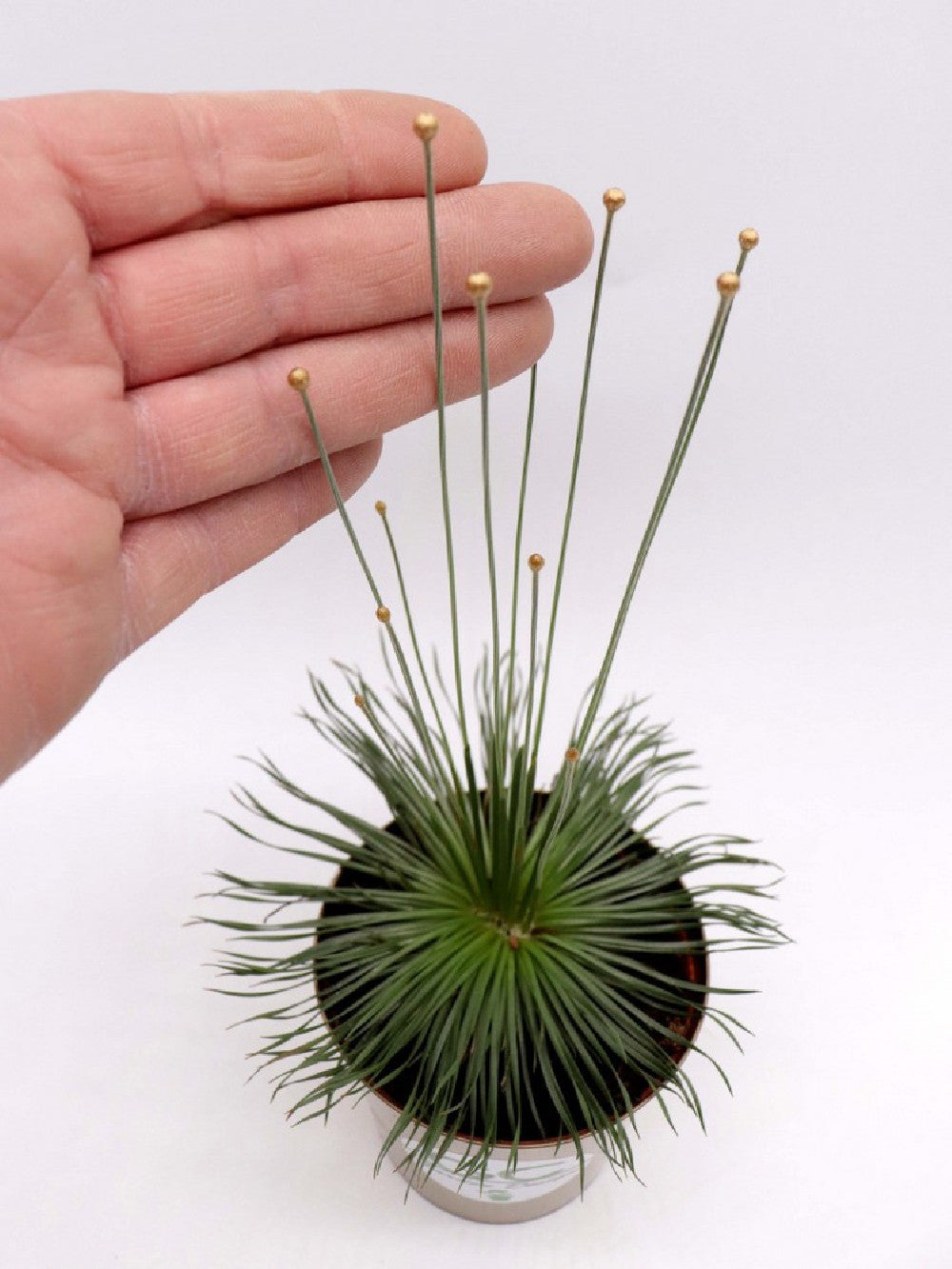 Syngonanthus Chrysanthus " Mikado "