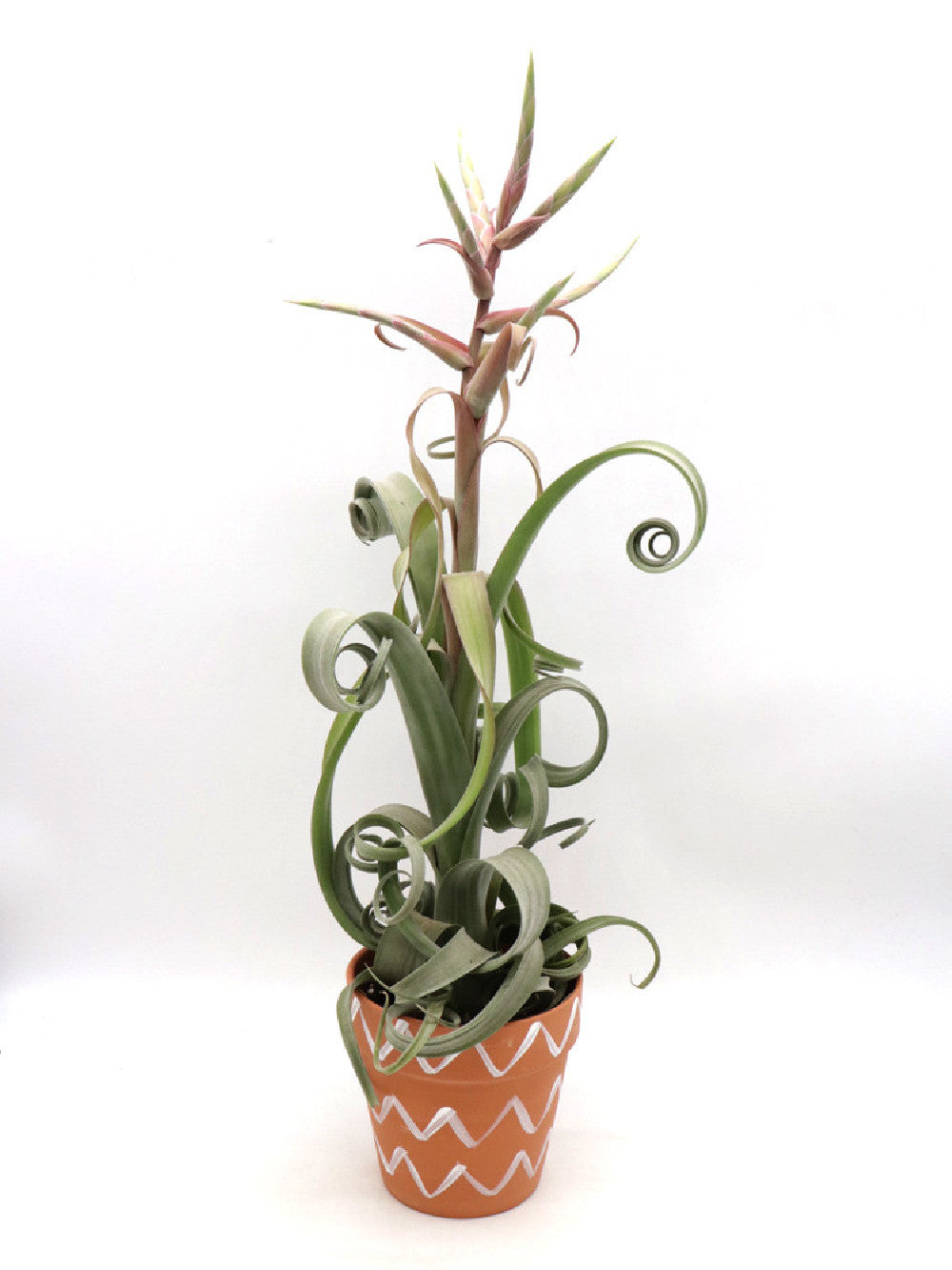 Tillandsia curly M SIZE