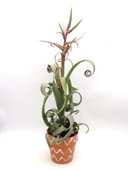Tillandsia curly M SIZE