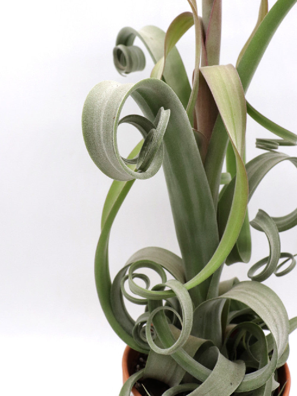 Tillandsia curly M SIZE