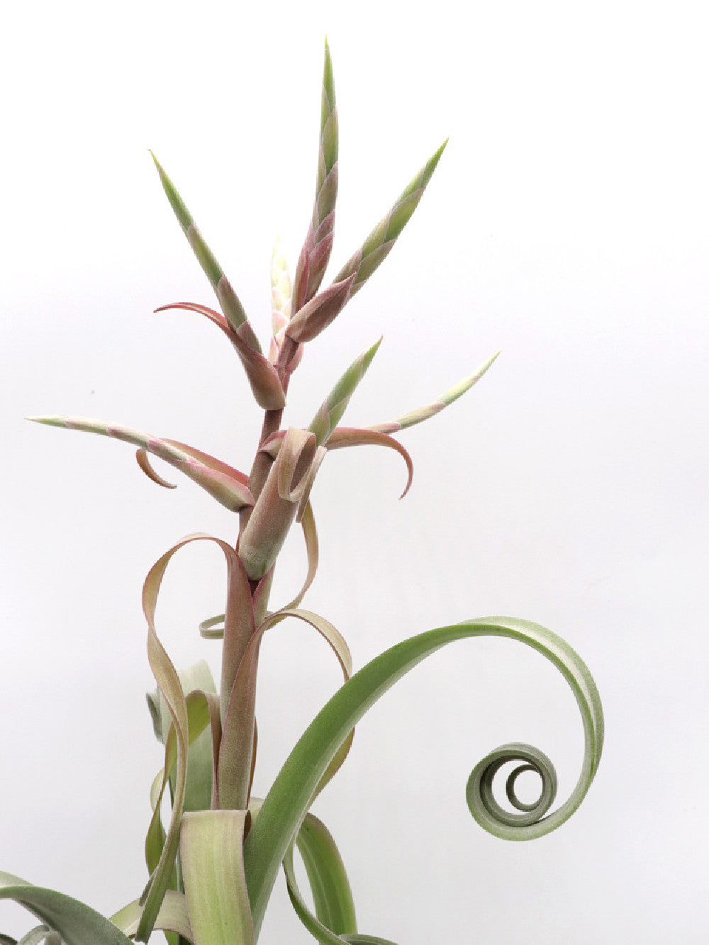 Tillandsia curly M SIZE