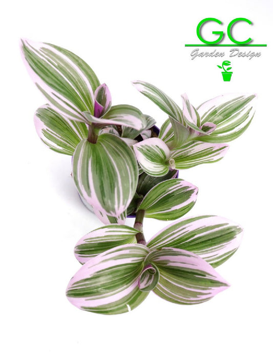 Tradescantia albiflora “Nanouk”