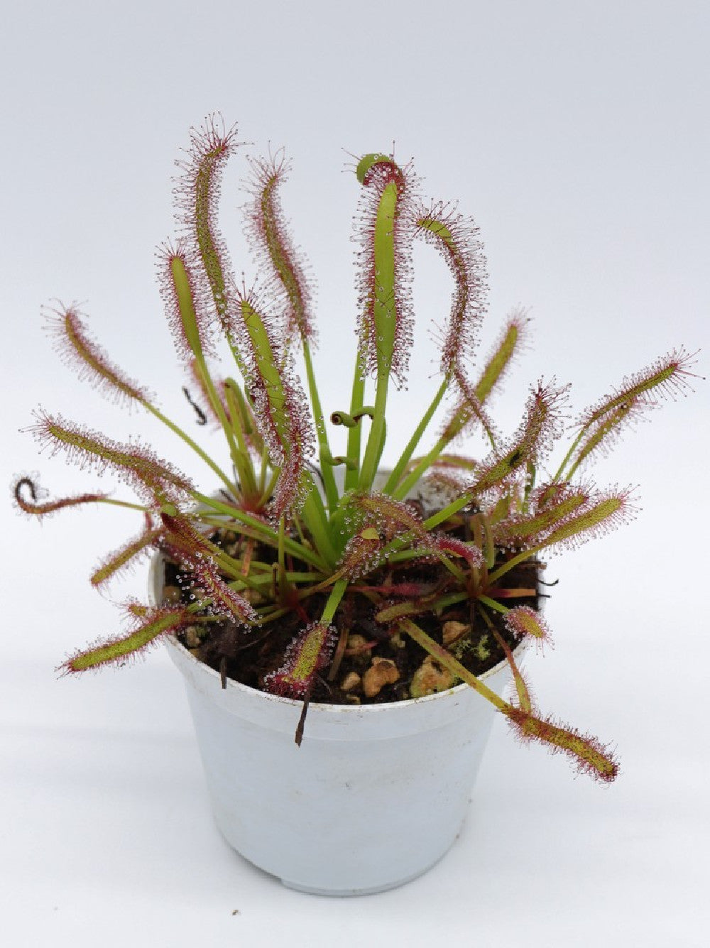 Tris carnivoro - sarracenia psittacina