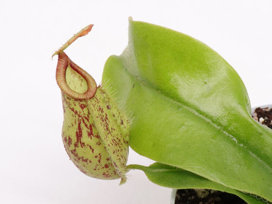 Tris carnivoro Nepenthes "Hookeriana"