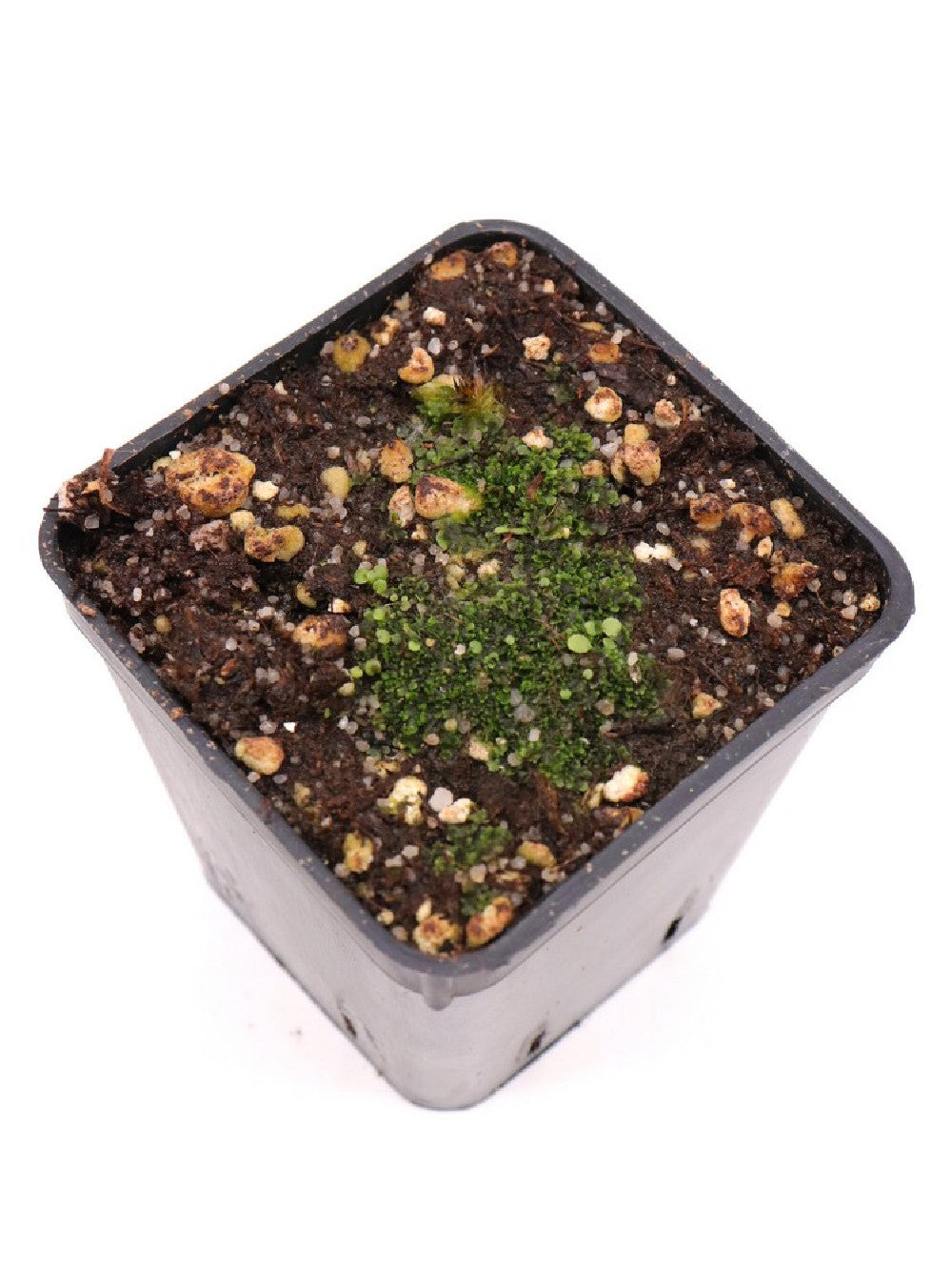Utricularia aureomaculata  , Aparaman Tepui, Venezuela