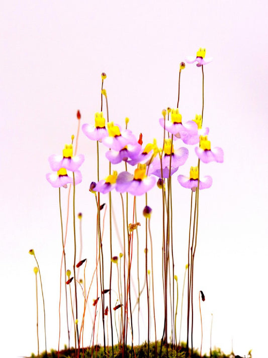 Utricularia bisquamata 'Betty's Bay'