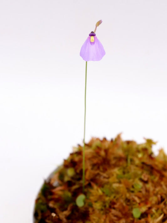 Utricularia dichotoma