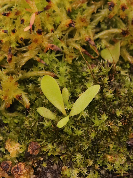 Utricularia jamesoniana , Canon del Diablo, Auyan Tepui