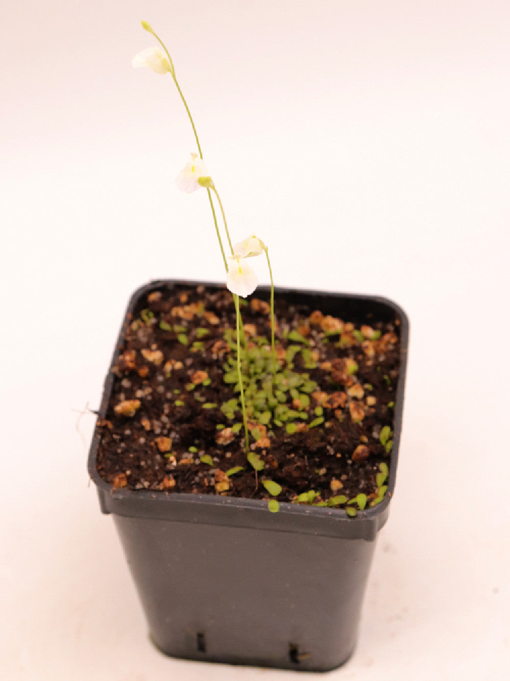 Utricularia livida "Blue flower"  Durban , South Africa