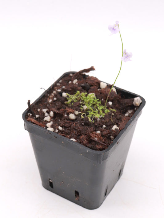 Utricularia microcalyx