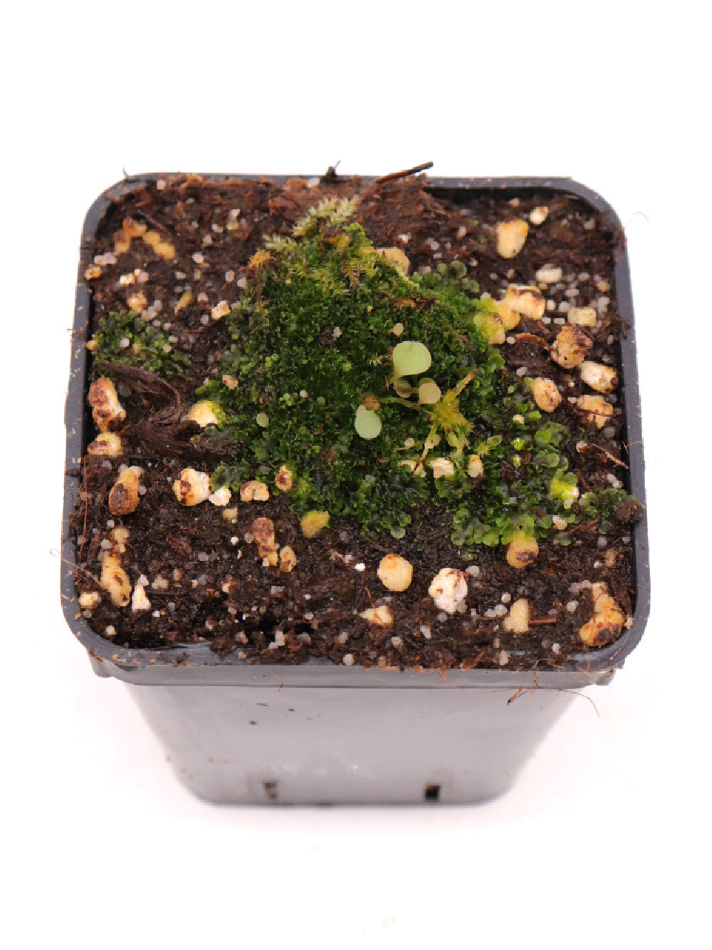 Utricularia nephrophylla "White flower"