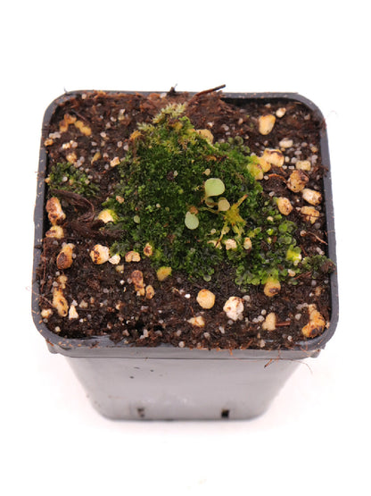 Utricularia nephrophylla "White flower"