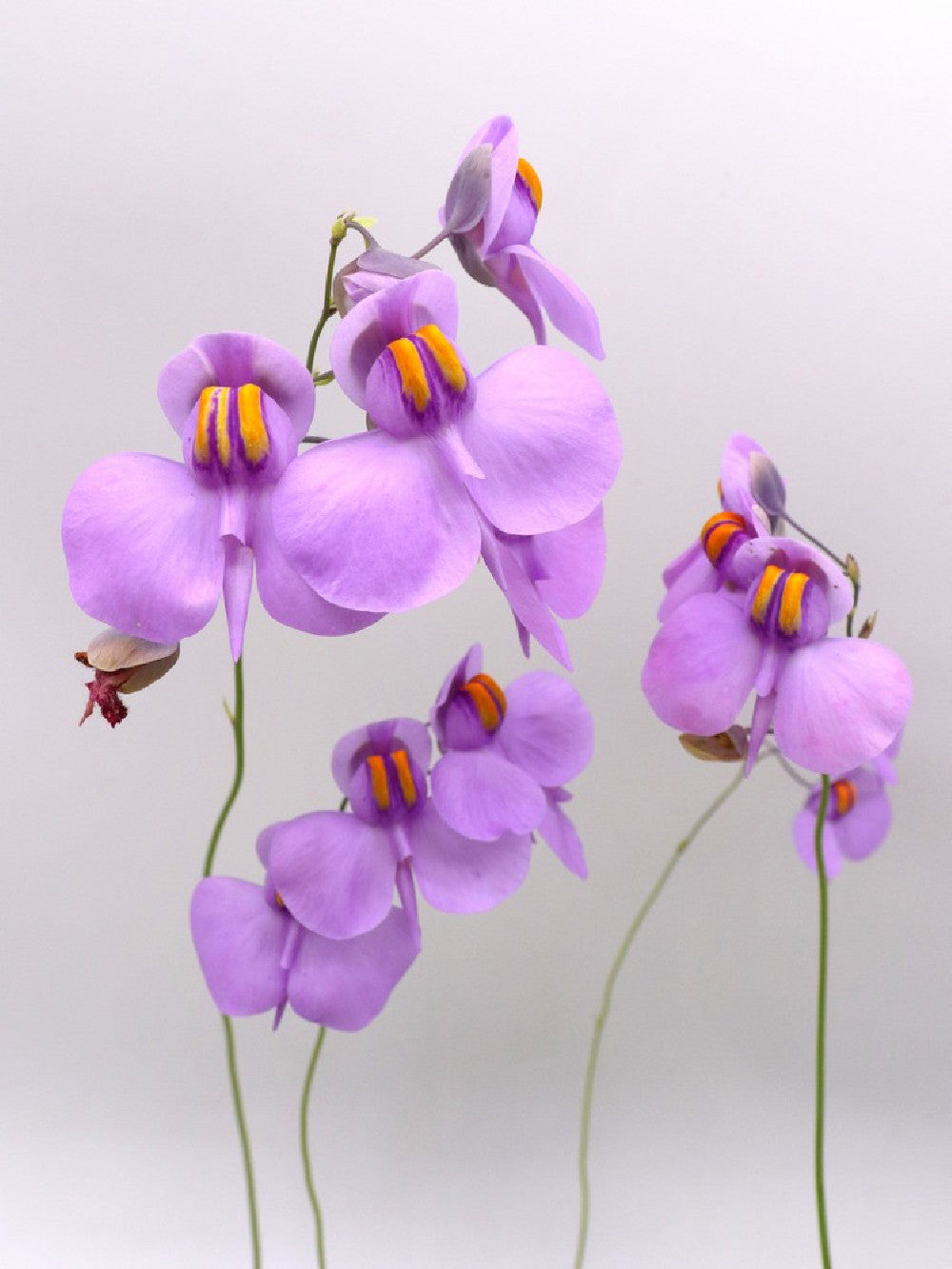 Utricularia reniformis  "Flowering clone"