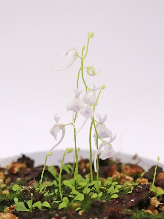 Utricularia sandersonii