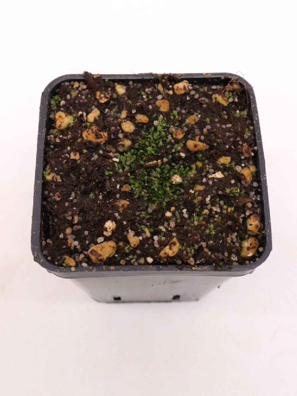 Utricularia welwitschii , Kalucinga, Andulo, Bie' ,Angola
