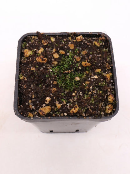 Utricularia welwitschii , Kalucinga, Andulo, Bie' ,Angola