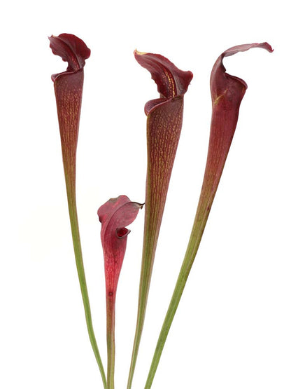 A30 MK Sarracenia alata var. nigropurpurea ,red/black , white's crossing, Desoto
