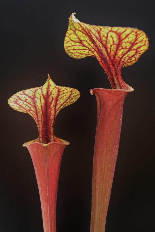 Sarracenia flava var. rubricorpora , purple/marroon tube F126 MK