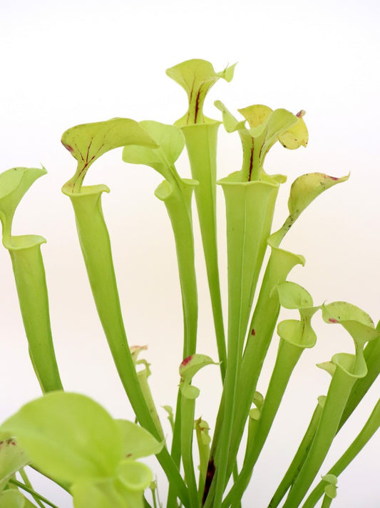 Sarracenia flava var. flava / rugelii intergrade "Mini form"